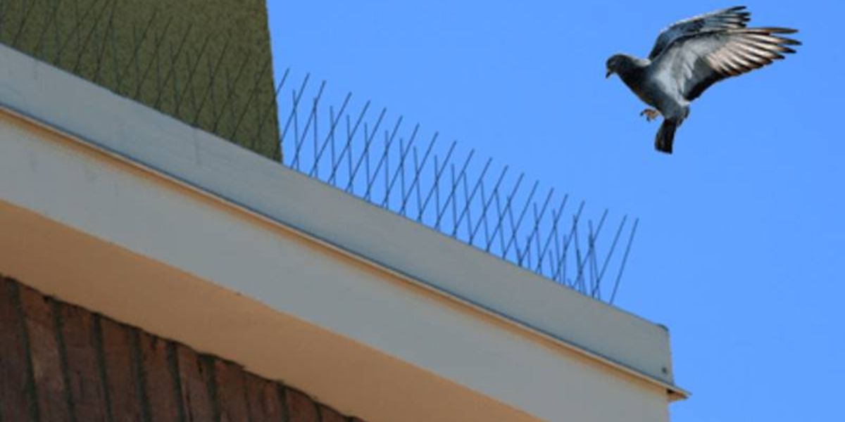 Pigeon and Bird Control Spikes in Bangalore