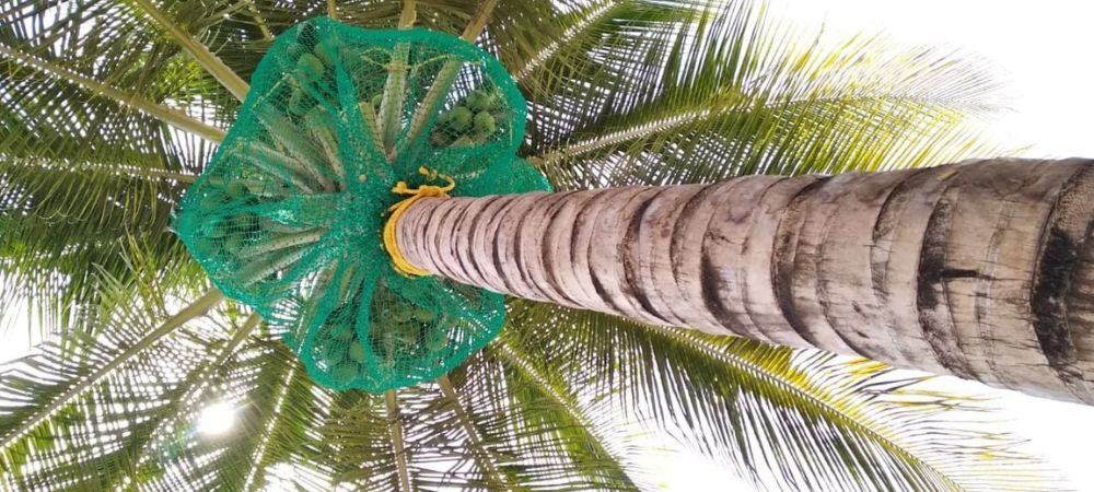 Coconut Tree Safety Nets in Bangalore - Call 9111773334 for Price