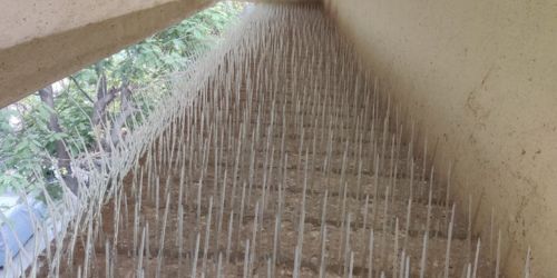 Pigeon and Bird Control Spikes in Bangalore