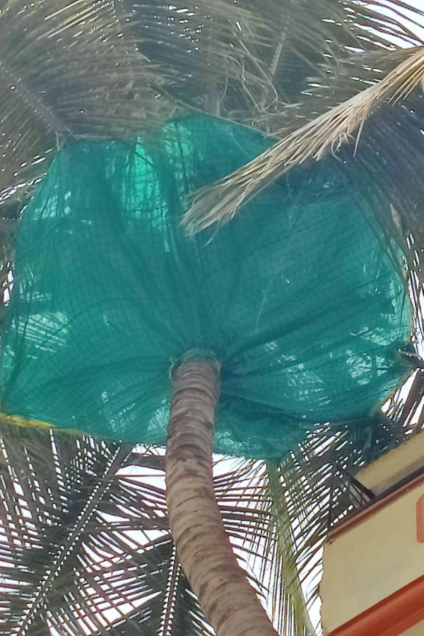 Coconut Tree Safety Nets in Bangalore - Call 9111773334 for Price